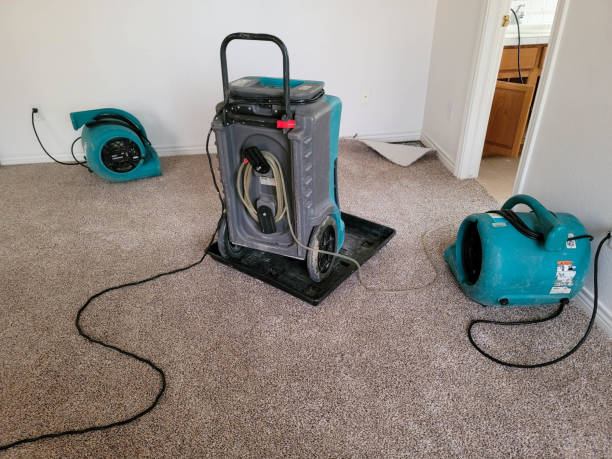 Best Water damage restoration near me  in South Alamo, TX